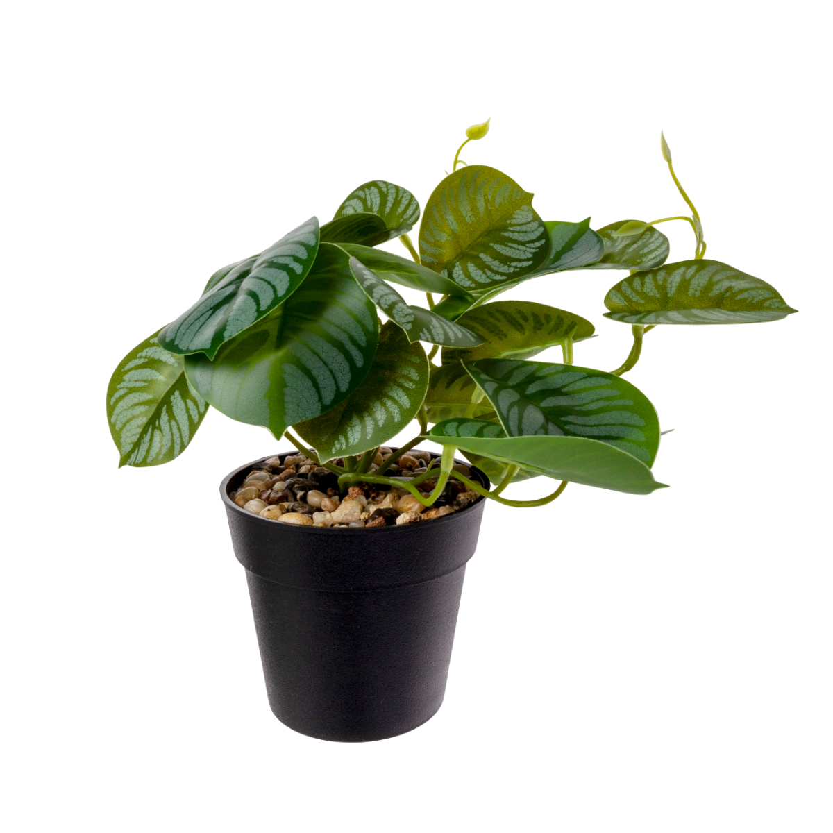 Calathea con base