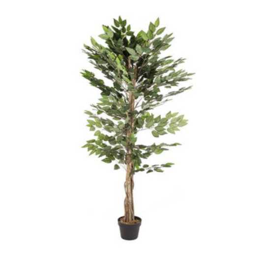 Arbol Ficus