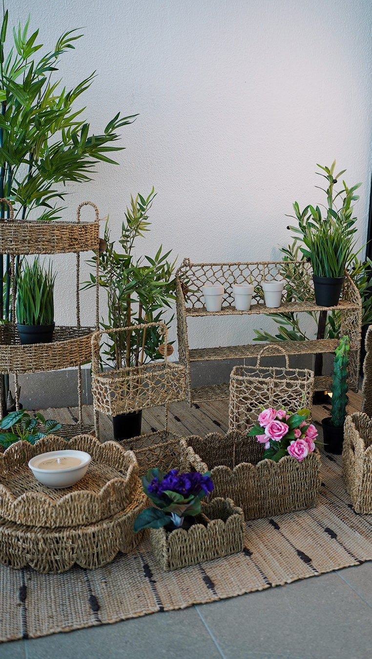 Flores y plantas muy mucho Panamá