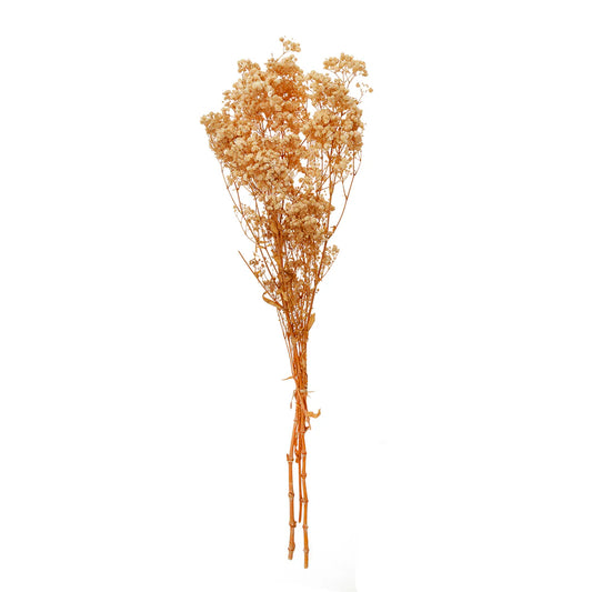 Flores Preservadas Gypsophila bola