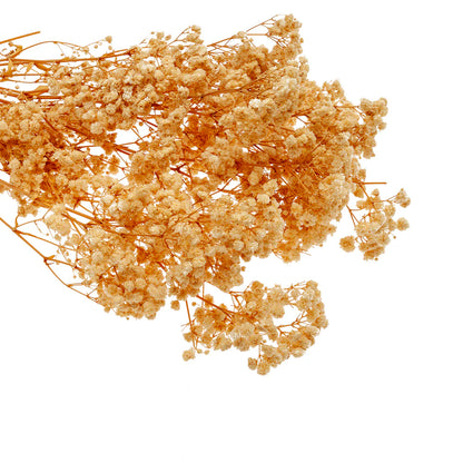 Flores Preservadas Gypsophila bola