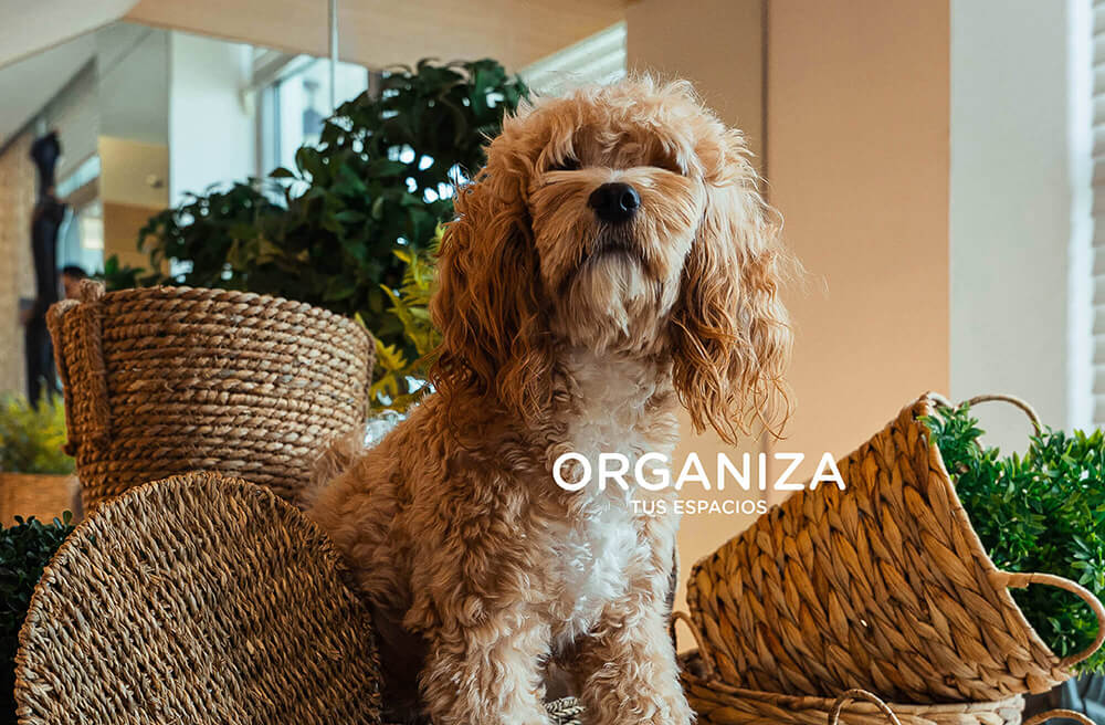 Foto que muestra nuestra querida mascota Bonzo el Cavapoo, rodeado de cestas y plantas de muy mucho Panamá.