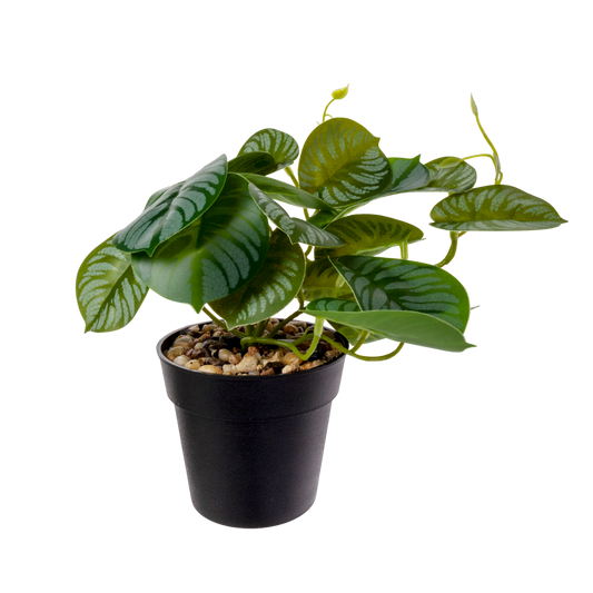 Calathea con base