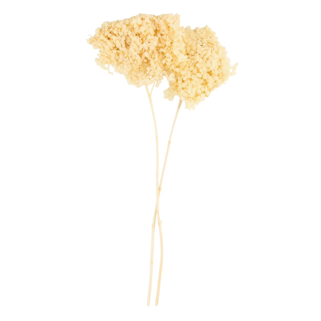 Flor de hortensia seca 1