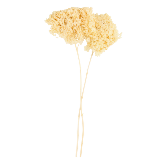 Flor de hortensia seca 1