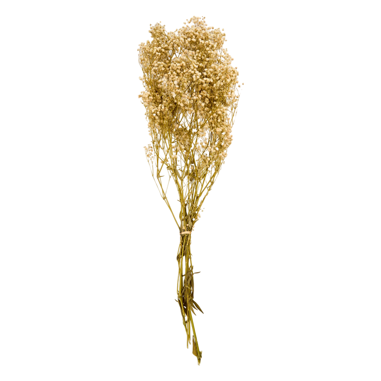 Flor de Paniculata seca preservada