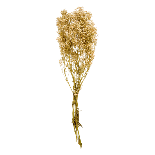 Flor de Paniculata seca preservada