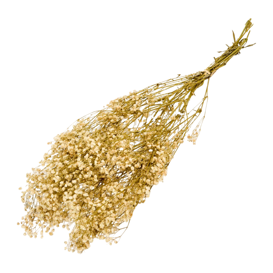 Flor de Paniculata seca preservada 2