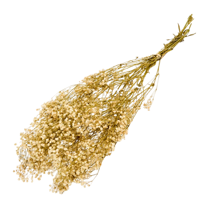 Flor de Paniculata seca preservada 2