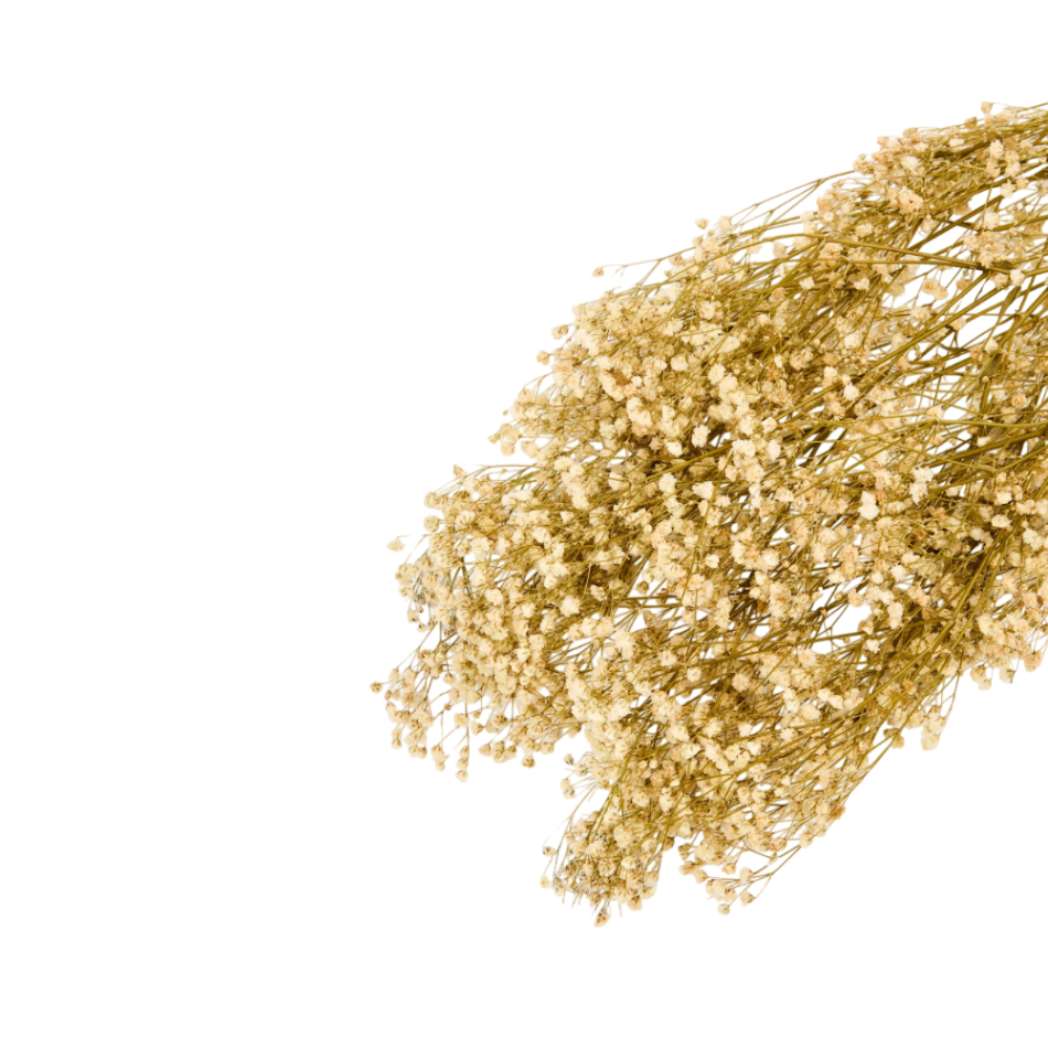 Flor de Paniculata seca preservada detalle