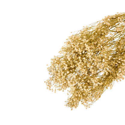 Flor de Paniculata seca preservada detalle