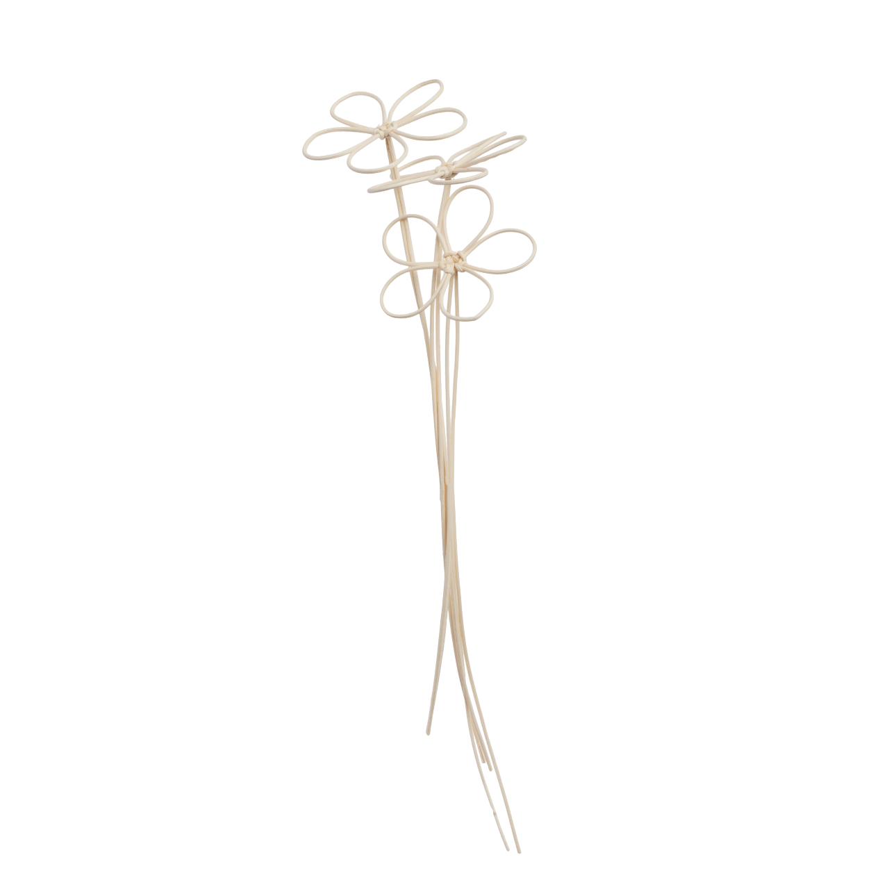 Flor ratán